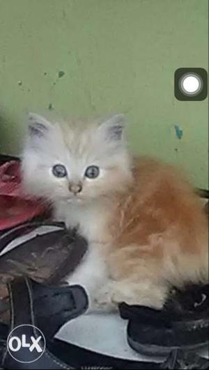 Persian pure breed exotic kittens