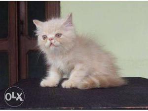 Punch Face Persian Kitten 2 Month Old Perfect