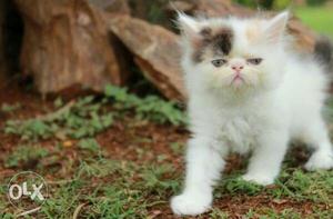 Punch face calico Persian female kitten for sale.
