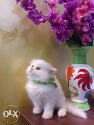 Pure Persian cat available
