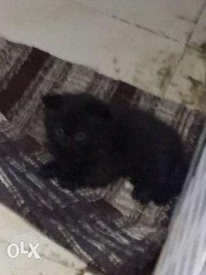 Pure Persian full Black Kitten