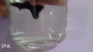 Pure black guppy