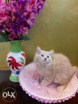 Pure male Persian breed kitten in cream colour