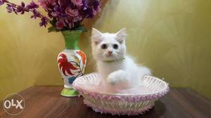 Pure persian breed available