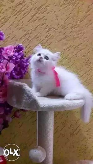 Pure persian cat healthy active and frndly