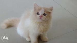 Pure persian dollface can female cat kitten of 3
