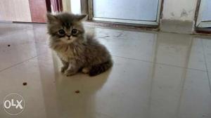 Pure persian dollface tabby cat kitten 2 months