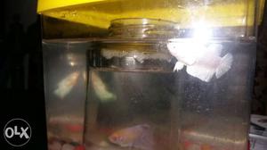 Pure white female betta fish only 400 RS