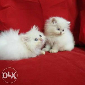 Pure white persian kittens arw available for sell
