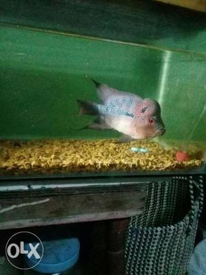 Red And Grey Flowerhorn Fish