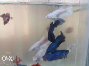 Red, Blue, White Female Bettas