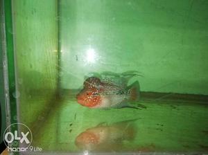 Red Dragon flowerhon fish as super Condition nice