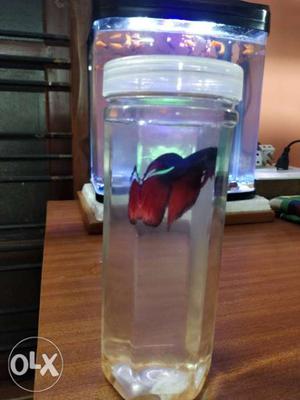Red betta male fish
