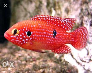 Red jewel fish