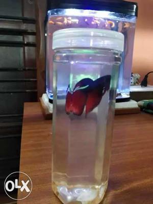 Red male betta fish
