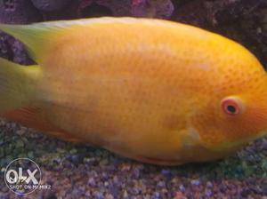 Red spotted severum Very big size, limited stock