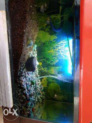 Running aquarium with healthy fishes. tank,