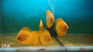 School Of Yellow Discus Fish
