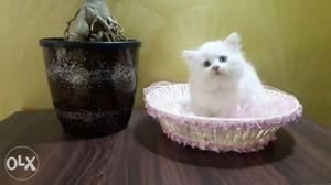 Short-coated White persian cats kitten sale all.india