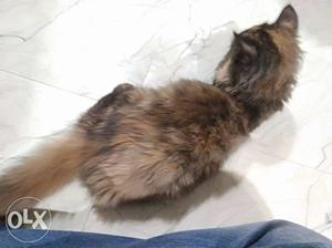 Short-fur Brown And Black Kitten