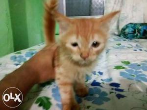 Short-fur Orange Tabby Kitten
