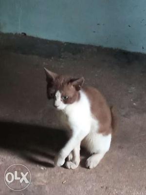 Short-haired Brown And White Cat