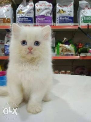 Short-haired Tan And White Kitten