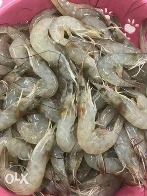 Shrimp Lot