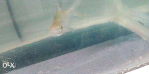 Silver shark fish 2fishes I got it for 80rs. now