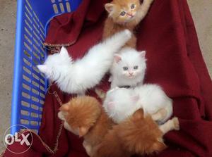 Six White And Orange Kittens