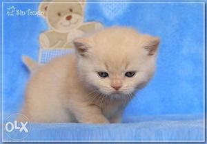 So cute blue eyes white Persian kitten for sale