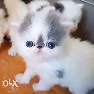 So so cute white Persian kitten for available all