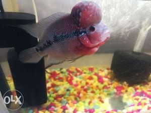 Super red Dragon flowerhorn imported