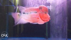 Super red dragon (SRD) flowerhorn cichlid fish