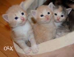Three Orange And Gray Tabby Kittens