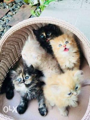 Three Orange And Two Black Kittens