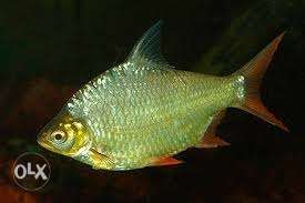 Tin fin barb fish size:4-4.5inch price:300 for 7pc