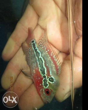 Triple A grade imported flowerhorn fish babies