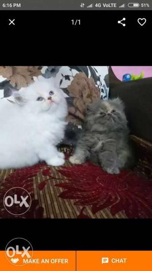 Two White And Gray Tabby Cats pure Persian