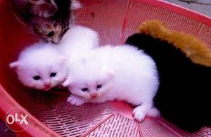 Two White, Black, And Orange Tabby Kittens