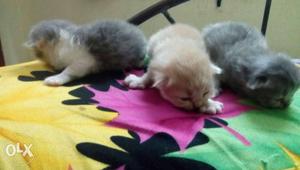 Two month old prasan kittens one mail and two each one