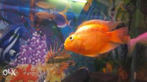 Two p arrot healthy fish for sell