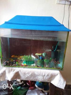 Urgent sale fish aquarium with all accessories with fish