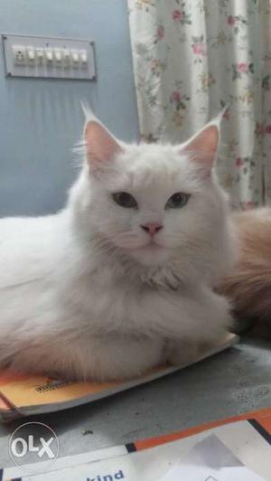 White Cat In Deesa