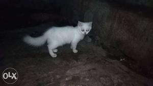 White Cat Near Black Surface