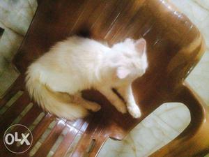 White Cat On Armchair