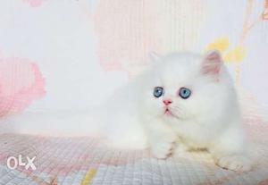 White Cat On Bed