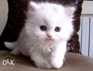 White Persian Kitten On Brown Surface