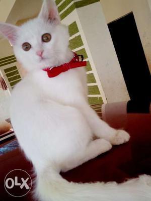 White female parcian cat