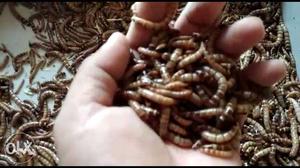 Wholesale Mealworms  minimum Superworms  minimum